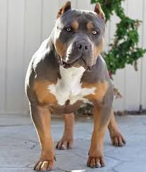 If you want the largest biggest pitbulll on the planet. Xxl Bully Female Pitbulls Giant Xtreme Blue Pits Pitbull Terrier Bully Breeds Dogs Pitbull Dog