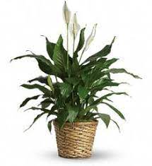 All our plants are sent gift wrapped with a handwritten greeting card and you can choose. 25 Easter Plants Ideas Plants Easter Plants Planting Flowers