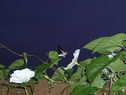 Often mistaken for its cousin, the morning glory, and sweet potato plant. Moonflower Vine