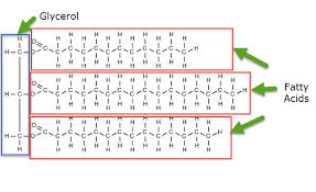 Image result for Lipid