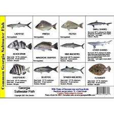 Rompetrol georgia can contact him/her for marketing/information purposes through the provided contact information. Fishing Regulations Mini Card Georgia Card Tb Fish Sm Ga 6 29 America Go Fishing Online Store New Fishing And Diving Adventures Start Here