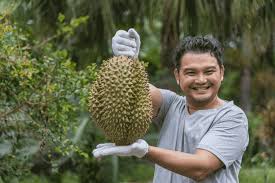 Selama ini, durian musang king atau cumasu dibandrol dengan harga yang cukup mahal. Agar Pohon Durian Tidak Tinggi Pusatbibitdurian Com