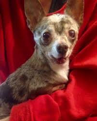Sort by dad chihuahua/mother jack russel x shitzu 2x female pups for sale looking for a forever loving home 2xlong coat all pups will be microchipped/wormed/1st vaccination and vet checked born 08/04/21 ready to leave 03/06/21 a. Dog For Adoption Starbucks A Chihuahua In Colton Ca Petfinder