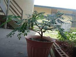 Any One Else Doing Any Mesquite Bonsai Out There