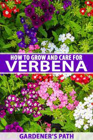 How To Grow And Care For Verbena Gardener S Path Beautiful Flowers Garden Verbena Flower Garden