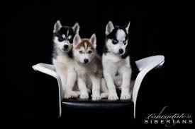 $1,200.00 pictures available upon request. Husky Puppies For Adoption In Maine The Y Guide