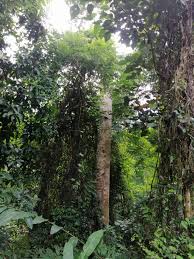 Pemeliharaan dan pemuliharaan alam sekitar amat penting agar manusia mendapat sumber air yang bersih dan tidak tercemar. Mengenali Etika Alam Sekitar Semasa Perkhemahan Di Asia Camp Asiacamp
