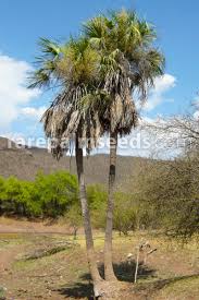 Image result for Sebaea brachyphylla