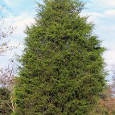Image result for Cupressaceae
