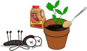 What other products are available in canada (bc) to eliminate fungus gnats? Bti Against Fungus Gnats Laidback Gardener