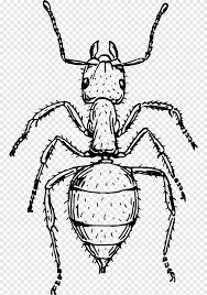 Ada lebih dari 10ribu spesies semut yang dikenal hidup di seluruh dunia. Seni Menggambar Semut Semut Semut Kecil Dinamis Lain Lain Simetri Png Pngegg