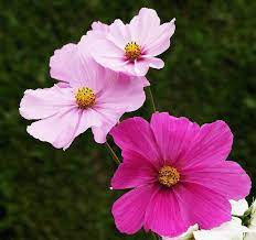 All Newest Pixdaus Cosmos Flowers By Skip Cosmos Flowers Beautiful Flowers Cosmos