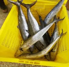 Pepes ikan ikan kembung ikan nila ikan tongkol ikan patin. Ikan King Mackerel Spanyol Garis Beku Buy Spanyol Raja Ikan Tenggiri Product On Alibaba Com