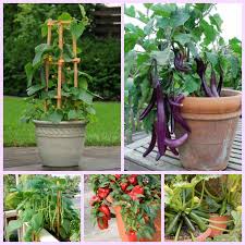We did not find results for: 20 Best Vegetables To Grow In Pots