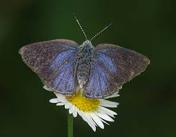 Image result for Alectra picta