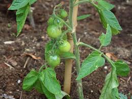 Indeterminate tomatoes grow longer vines and produce more flavorful fruit all season long. Growing Tomatoes Outdoors Varieties To Try The Tea Break Gardener