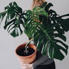 My First Monstera Deliciosa Remember The Huuuge One From Last Summer Perished A Few Weeks Ago Root Rot Currently Tr Plants Monstera Deliciosa Monstera