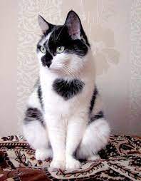 Heart Patches Know About Cat Coat Types And How To Identify This Kitty Cute Animals Cats Beautiful Cats