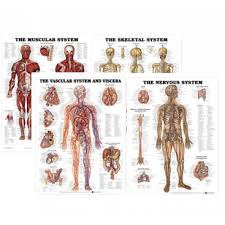 Anatomy Paper Chart Bundle Muscular Skeletal Nervous Vascular Systems