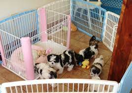 Specializing in small hypoallergenic small breed puppies. Tinytykes Puppies 2661 S Howell Ave Milwaukee Wi 53207 Yp Com