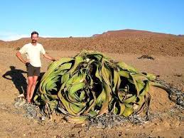 Image result for Embelia welwitschii