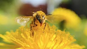 Zum einen hat sie sich die sendezeit für den ganzen tag gesichert und zum anderen ein tolles gewinnspiel für euch vorbereitet. Weltbienentag 2021 Am 20 Mai Enstehung Bedeutung Erklart Gaia Store