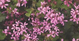 Image result for Pelargonium