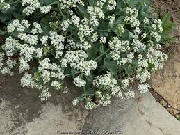 Image result for Crambe hispanica