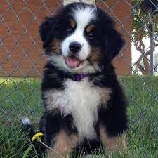 Mini bernese mountain dog puppies for sale. Bernedoodles Of The Rockies Home Facebook