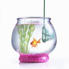 How To Clean A Small Fishbowl Fish Bowl Small Fish Bowl Cleaning Fish
