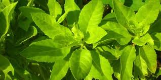 Biasanya ia dimakan sebagai ulam. 4 Khasiat Sambung Nyawa Untuk Kesehatan Anda Deherba Com