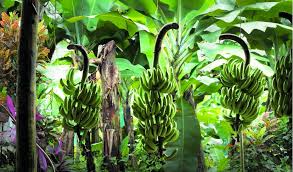La Banane Des Antilles Francaises Signe Son Fruits Et Legumes
