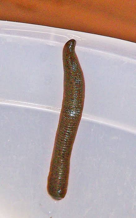 Leeches Revisited – Field Station