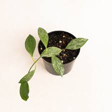 Image result for Hyparrhenia collina