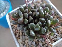 Image result for Anacampseros subnuda