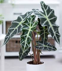 Alocasia Polly 1a Qualitat Online Kaufen Baldur Garten