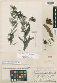 Image result for Bidens buchneri