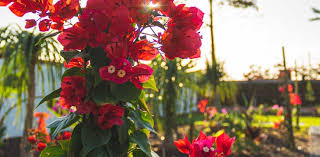 Everything you need to be ready to step out prepared. Quinta Jardins Do Lago Funchal Madeira