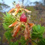 Image result for Hypericum revolutum