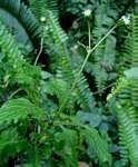 Image result for Adenostemma mauritianum