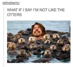What If I Say Im Not Like The Otters Best Funny Photos Funny Photos Funny Duck