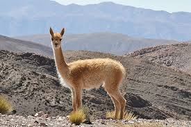 La china suárez y benjamín vicuña disfrutan de un presente de paz en su relación que tuvo varias crisis y reconciliaciones. 22 Vicuna Ideas Animals Beautiful Peruvian Textiles Animals Wild