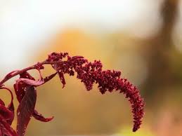 Image result for Amaranthus cruentus
