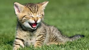 Arti mimpi anjing pada video ini akan membahas diantaranya. Layaknya Anjing Kucing Tahu Kapan Anda Sedih Dan Senang Global Liputan6 Com