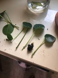 Pileas can continue to live in water but will not reach their full height or potential when doing so. I Cut Two Pups Off My Pilea To Propagate Yesterday But Today All The Leaves Fell Off Of Both Of Them What Did I Do Wrong I Stuck The Leaves In Water