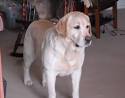 Our Labradors For Sale | Sundance Retrievers