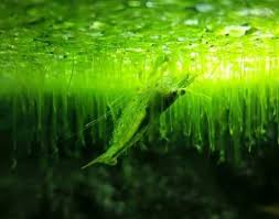 An extensive overgrowth of duckweed covers up the surface of your aquarium, or pond, limiting the amount of sunlight that gets through; Duckweed Care Guide Planting Growing And Propagation Shrimp And Snail Breeder