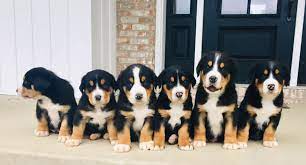 The store manager assures me they only buy from responsible breeders. M M S Greater Swiss Mountain Dogs Home Facebook