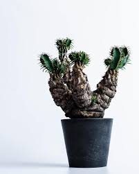 Image result for Euphorbia mlanjeana