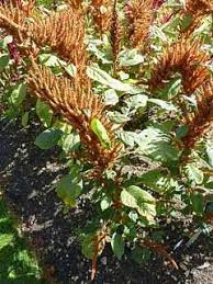 Amaranthus Hypochondriacus Prince S Feather Prince Of Wales Feather Pfaf Plant Database Plants Amaranthus Edible Garden